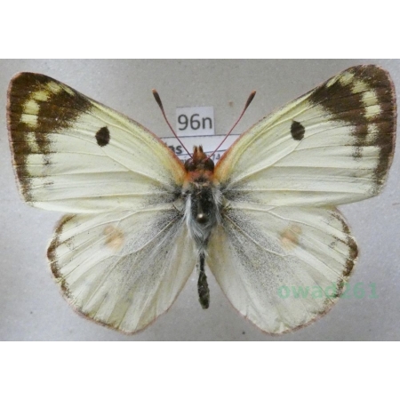 Colias hyale (Linnaeus, 1758) Szlaczkoń siarecznik Poland96n